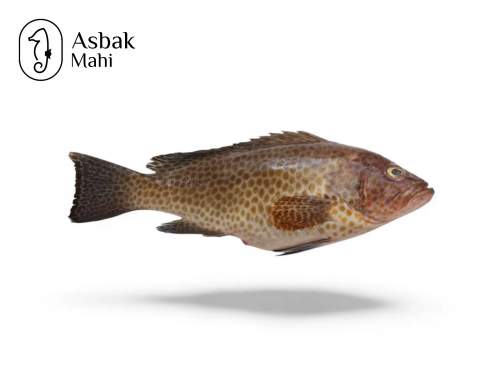 ماهی سمان 