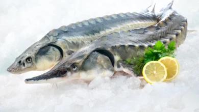 خواص ماهی اوزون برون