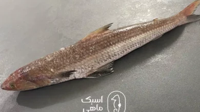 طرز تهیه ماهی حسون (کریشو)