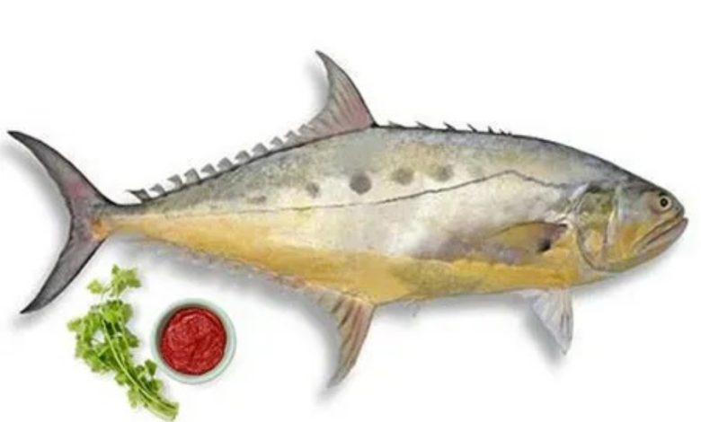 طرز تهیه ماهی سارم به روش‌های آسان و خوشمزه